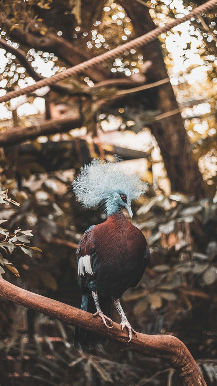 Download Blue Feather Crowned Pigeon Bird iPhone Wallpaper
