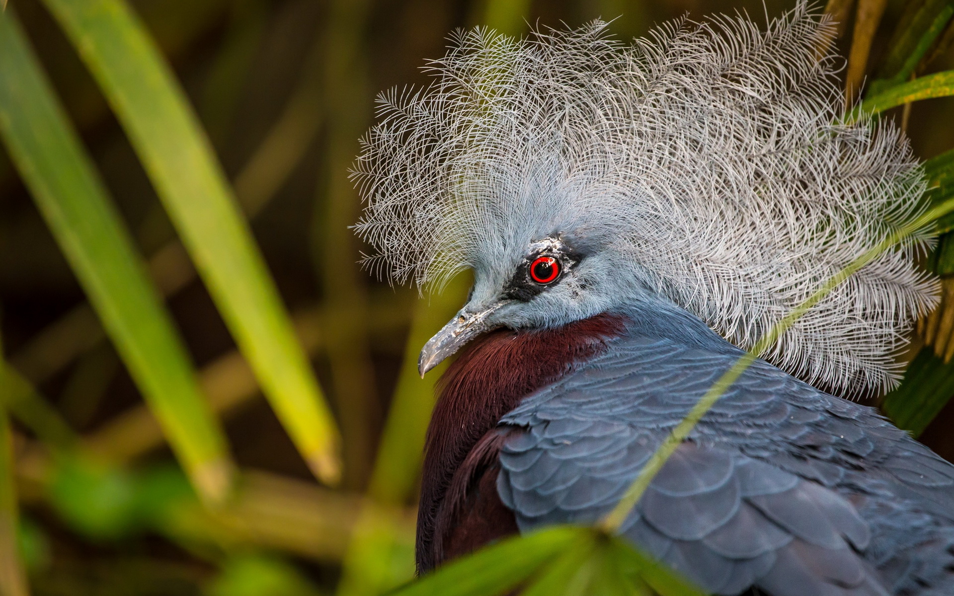 Animal Victoria Crowned Pigeon HD Wallpaper