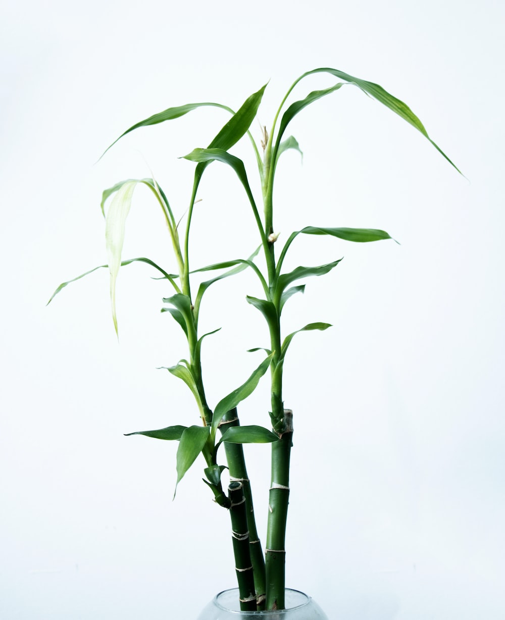 45,Lucky Bamboo Picture. Download Free Image
