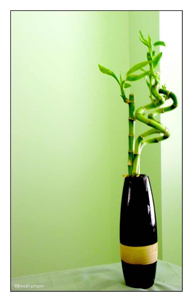 Already have some but I want more. Lucky bamboo plants, Lucky bamboo, Bamboo art