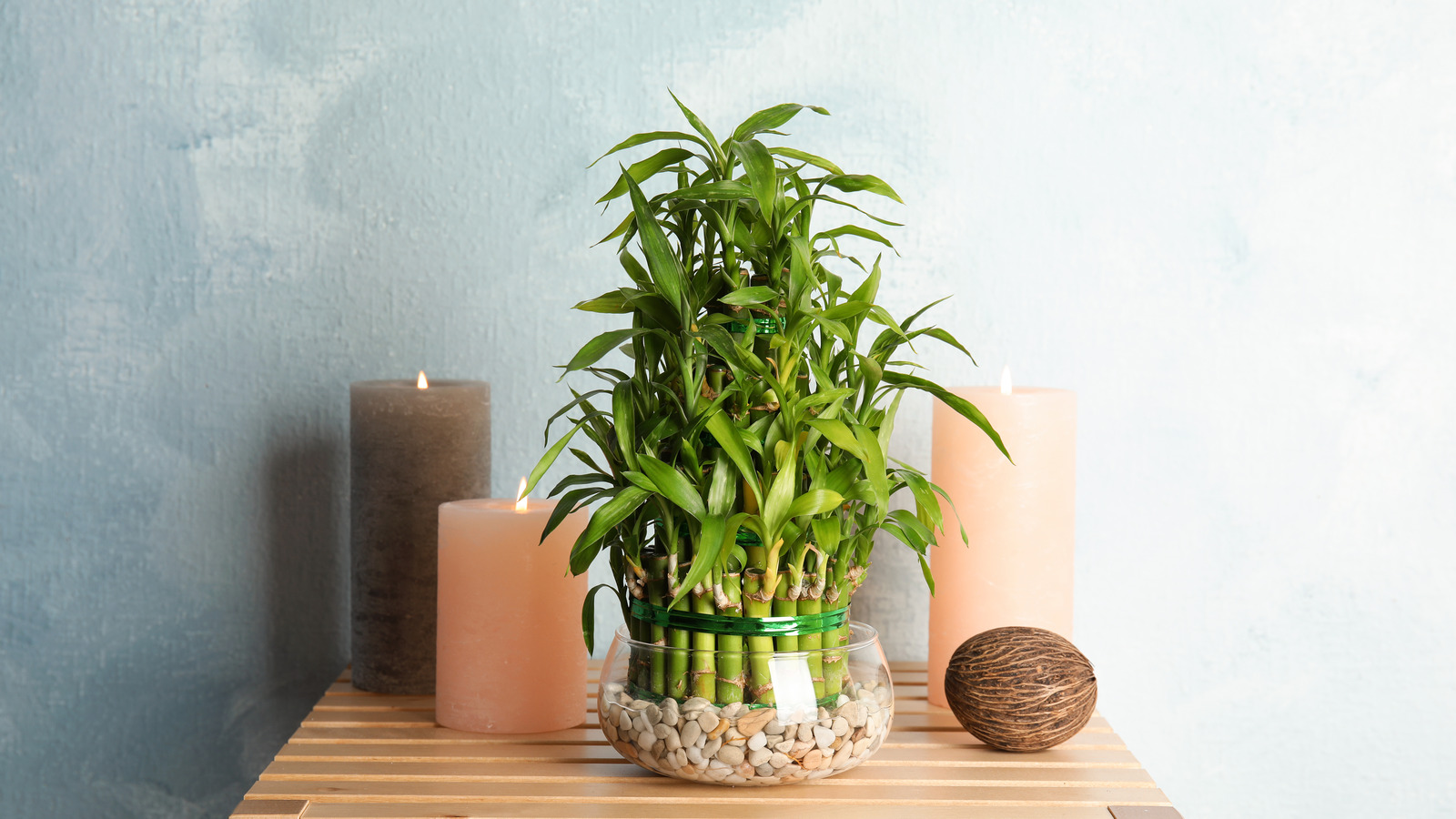 Telltale Signs Your Lucky Bamboo Plants Are In Trouble