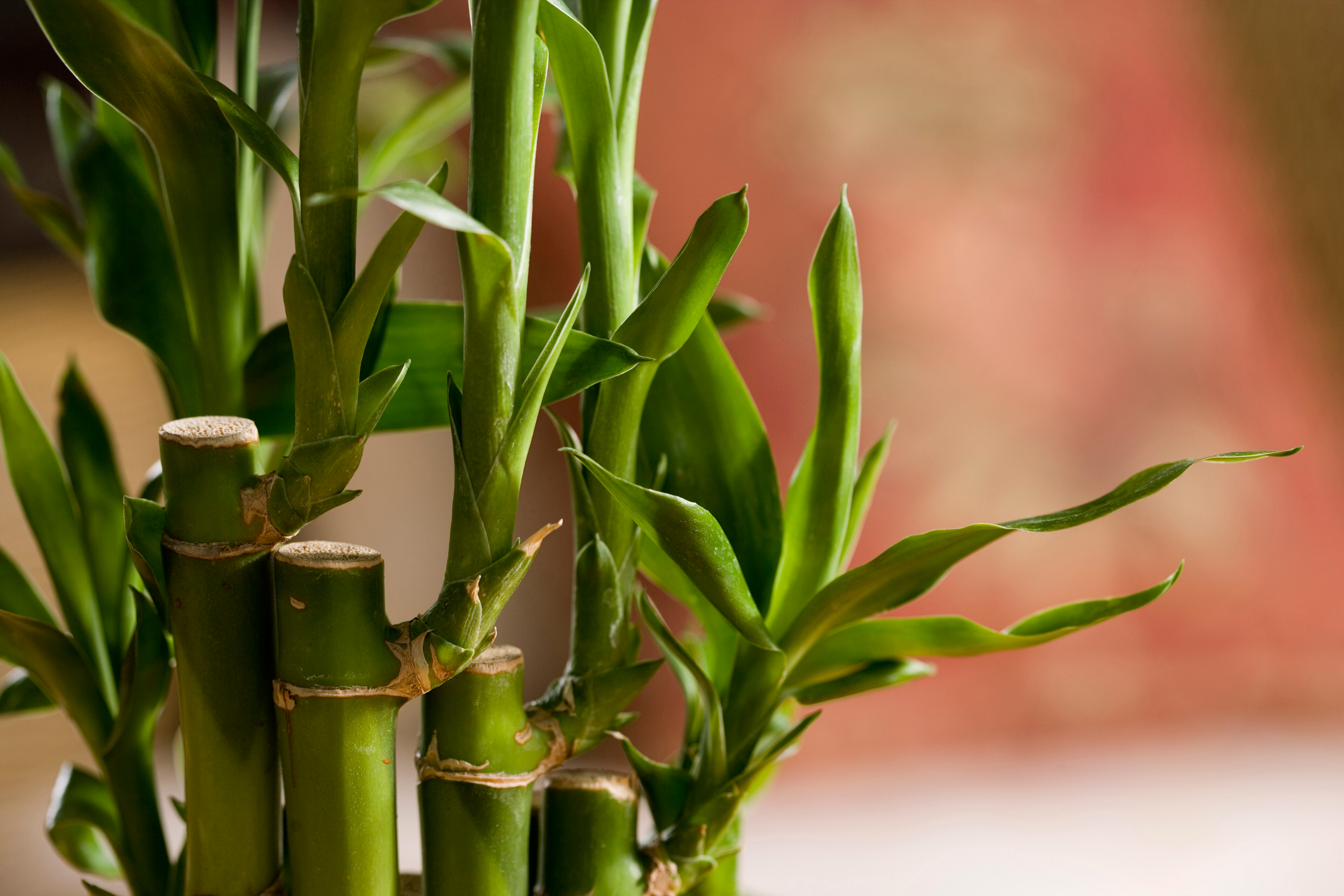 How To Grow Bamboo, Houseplant Style