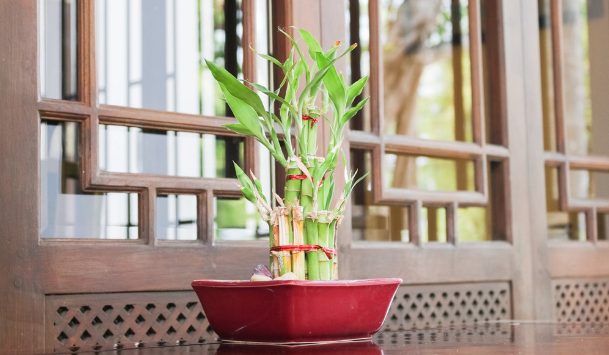 Bamboo Plants Benefits: Nutrients, Preparation, and More