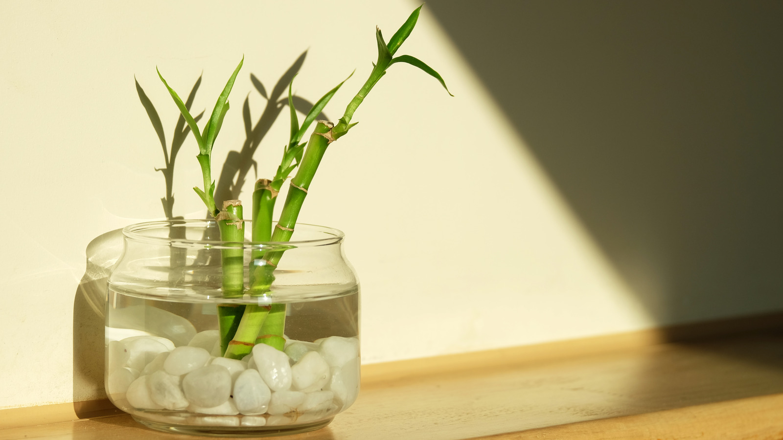 Lucky Bamboo: Everything You Should Know Before Planting