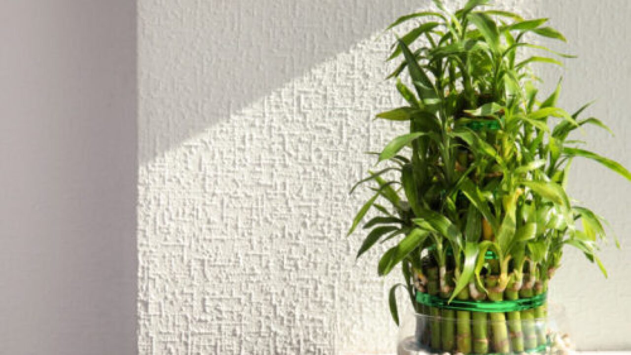 How to Grow Bamboo, Houseplant-Style