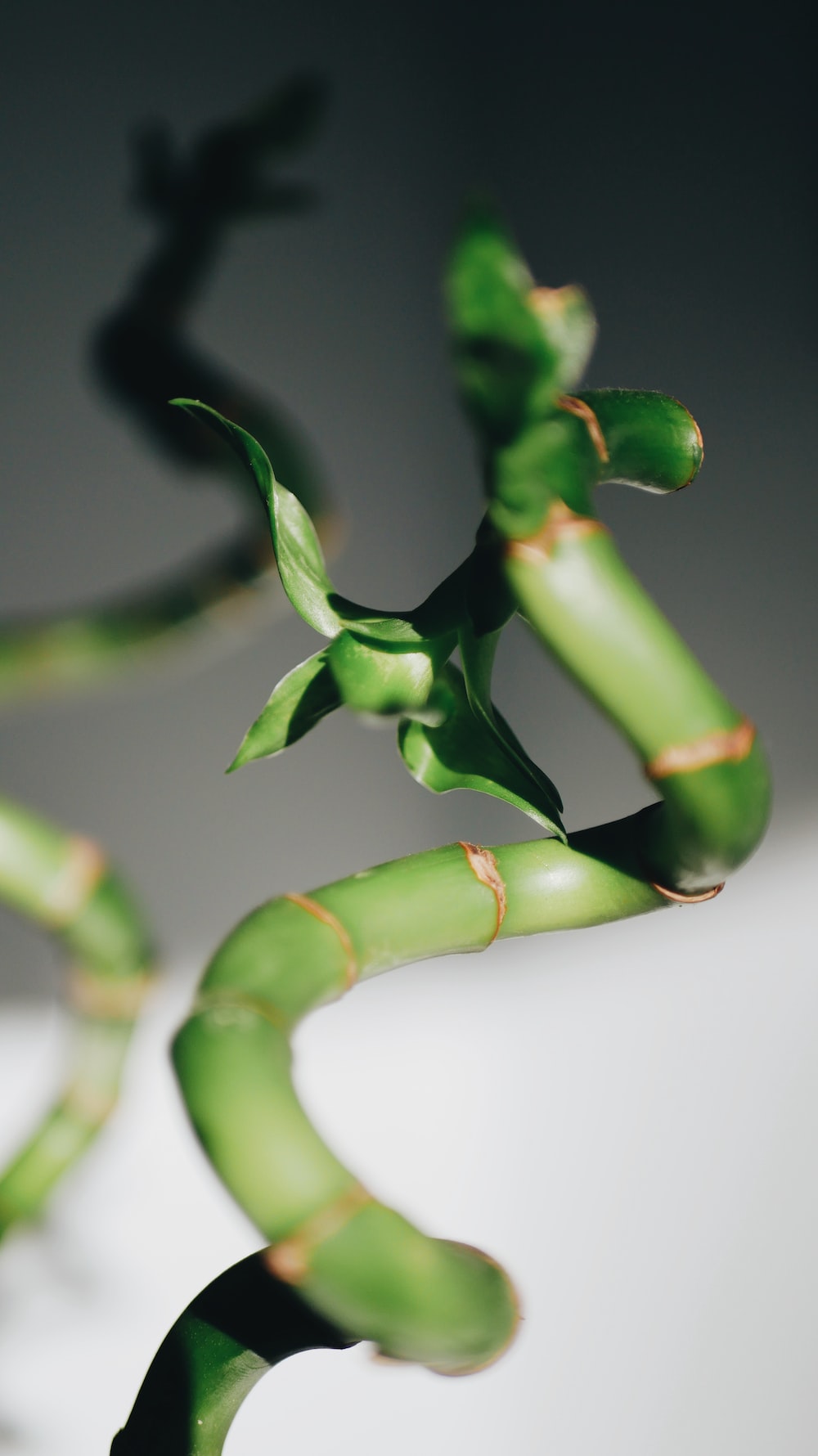 45,Lucky Bamboo Picture. Download Free Image