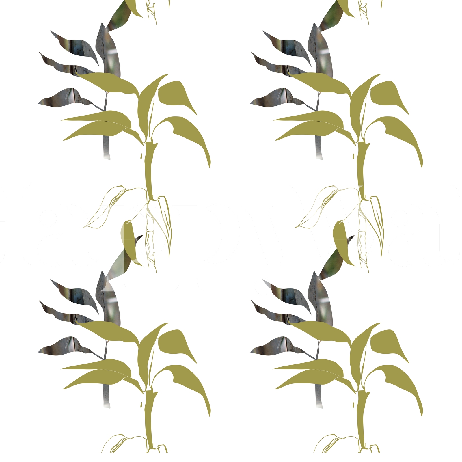 Buy Lucky Bamboo Wallpaper