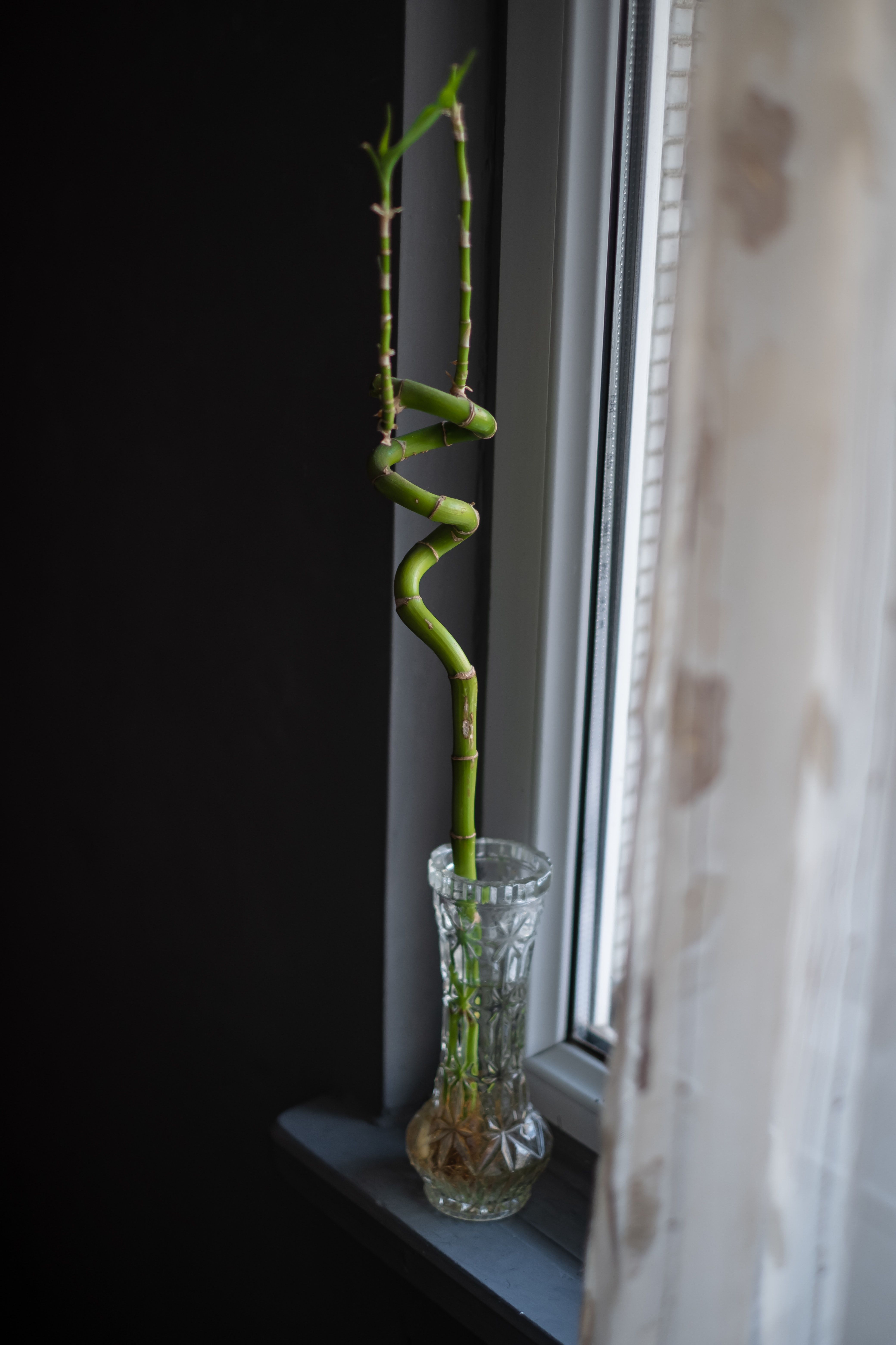 Lucky Bamboo Photo, Download The BEST Free Lucky Bamboo & HD Image