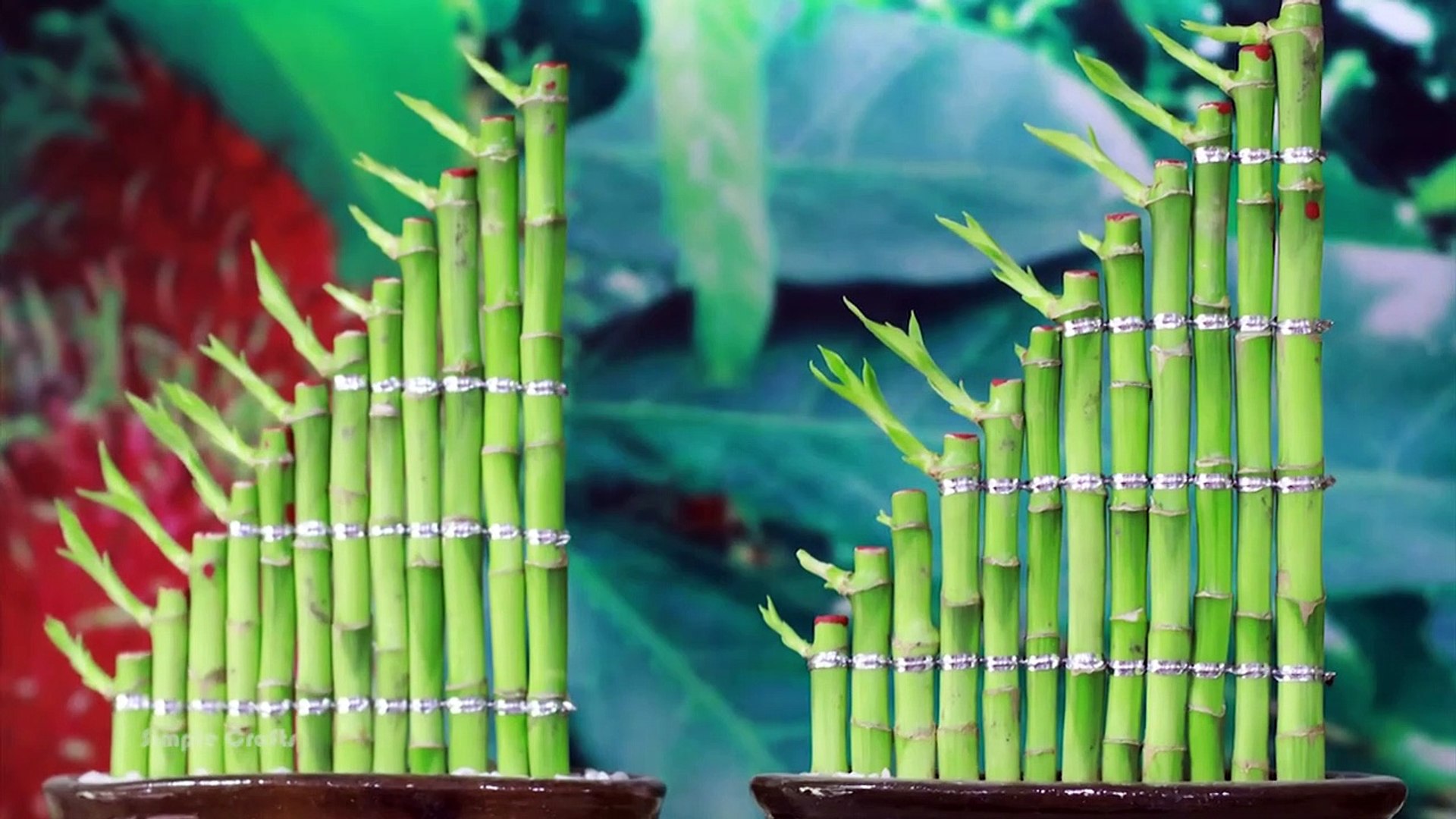 Amazing Lucky Bamboo Plant Decoration Ideas. How To Shape Lucky Bamboo. Lucky Bamboo Plant