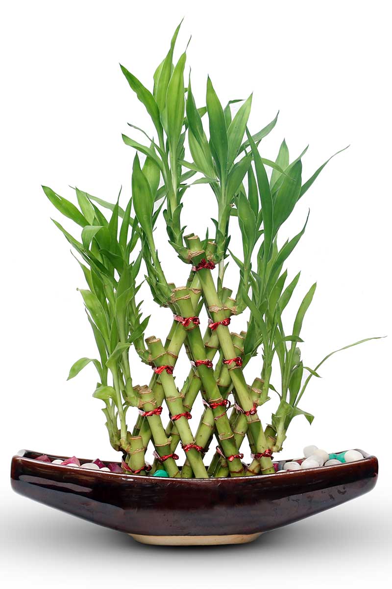 How to Grow Lucky Bamboo Houseplants (Dracaena sanderiana)