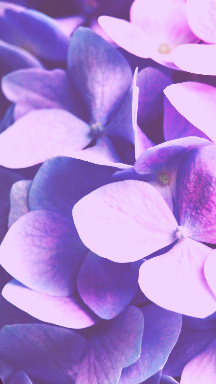 Purple Wallpaper (Created by Over) —————————. Wallpaper