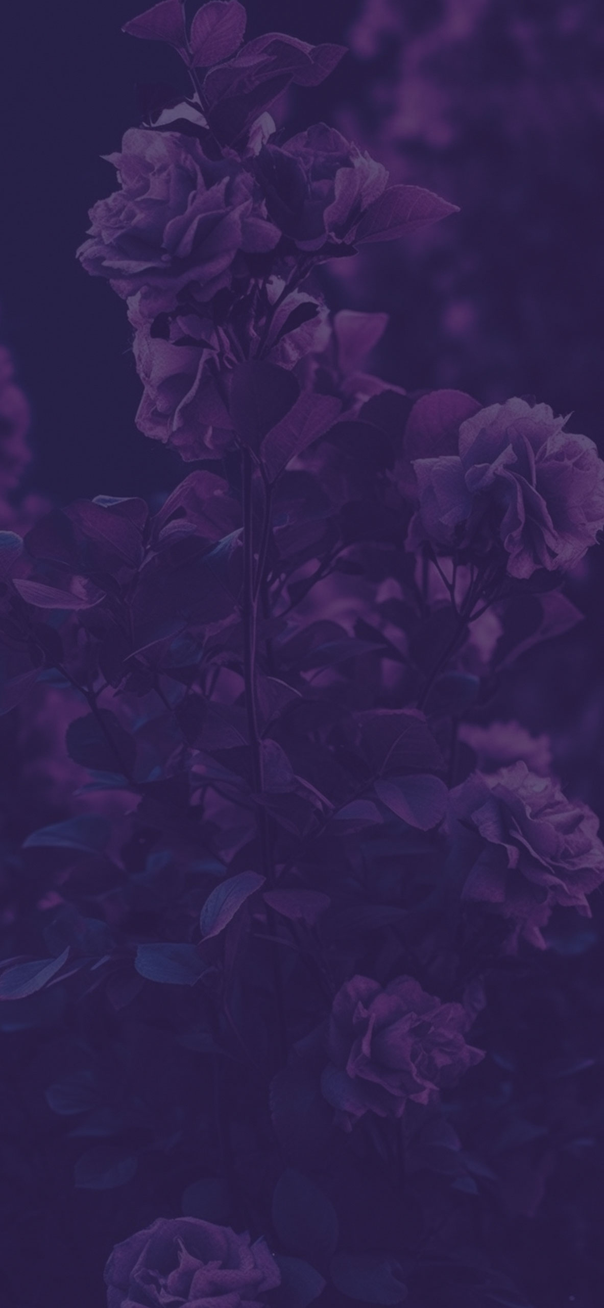 Garden Roses Purple Wallpaper