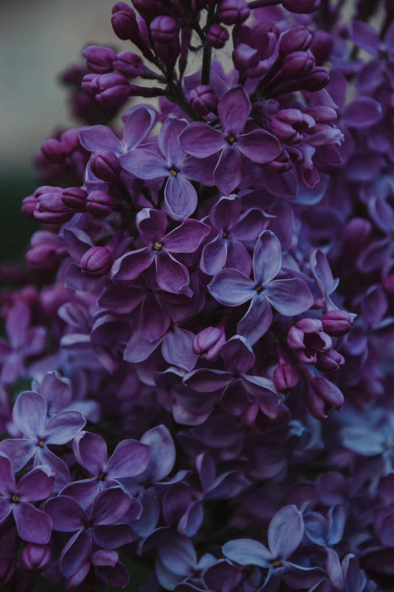 Download 4k iPhone 6 Plus Lilac Flowers