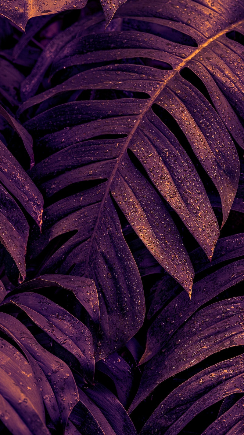 Purple Wallpaper iPhone Wallpaper Image Wallpaper