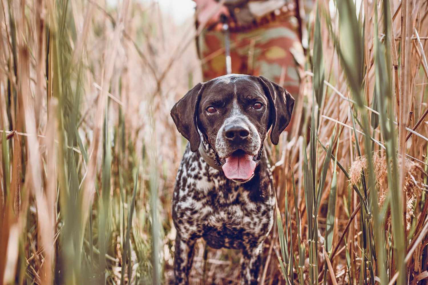 Bird Dog Breeds That Make Top Notch