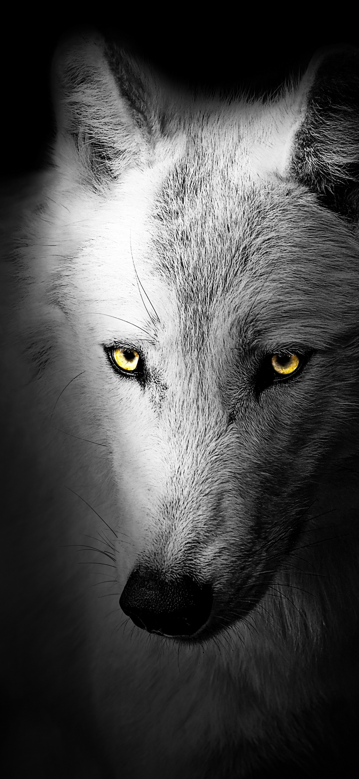 Wolf Wallpaper 4K, Black background, Wild, 5K