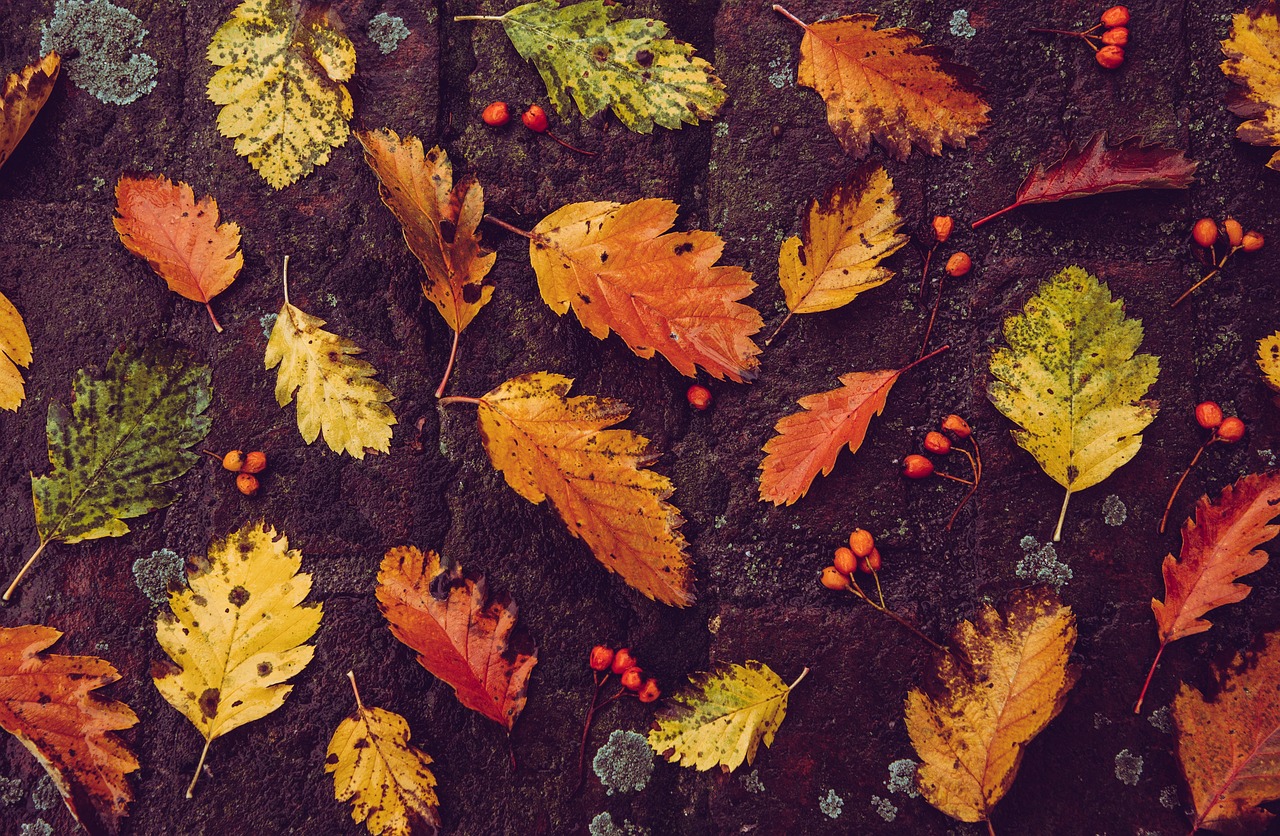 Free Autumn Wallpaper & Autumn Image