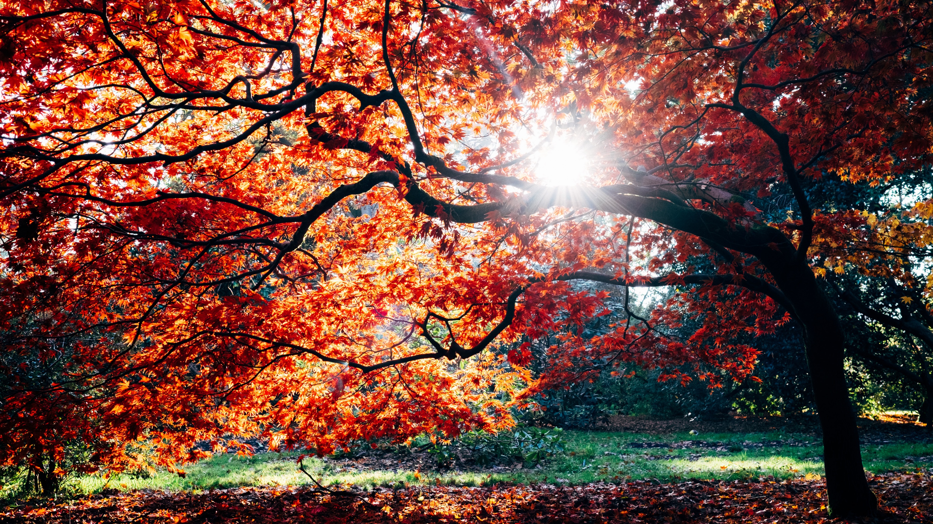 Autumn Wallpaper 4K, Fall, Maple tree, Fall Foliage