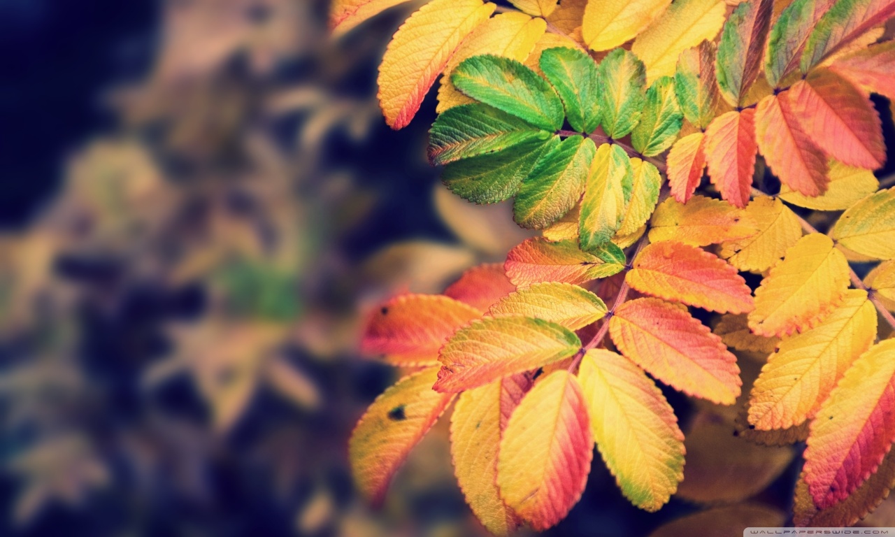 Autumn Leaves Ultra HD Desktop Background Wallpaper for 4K UHD TV, Tablet