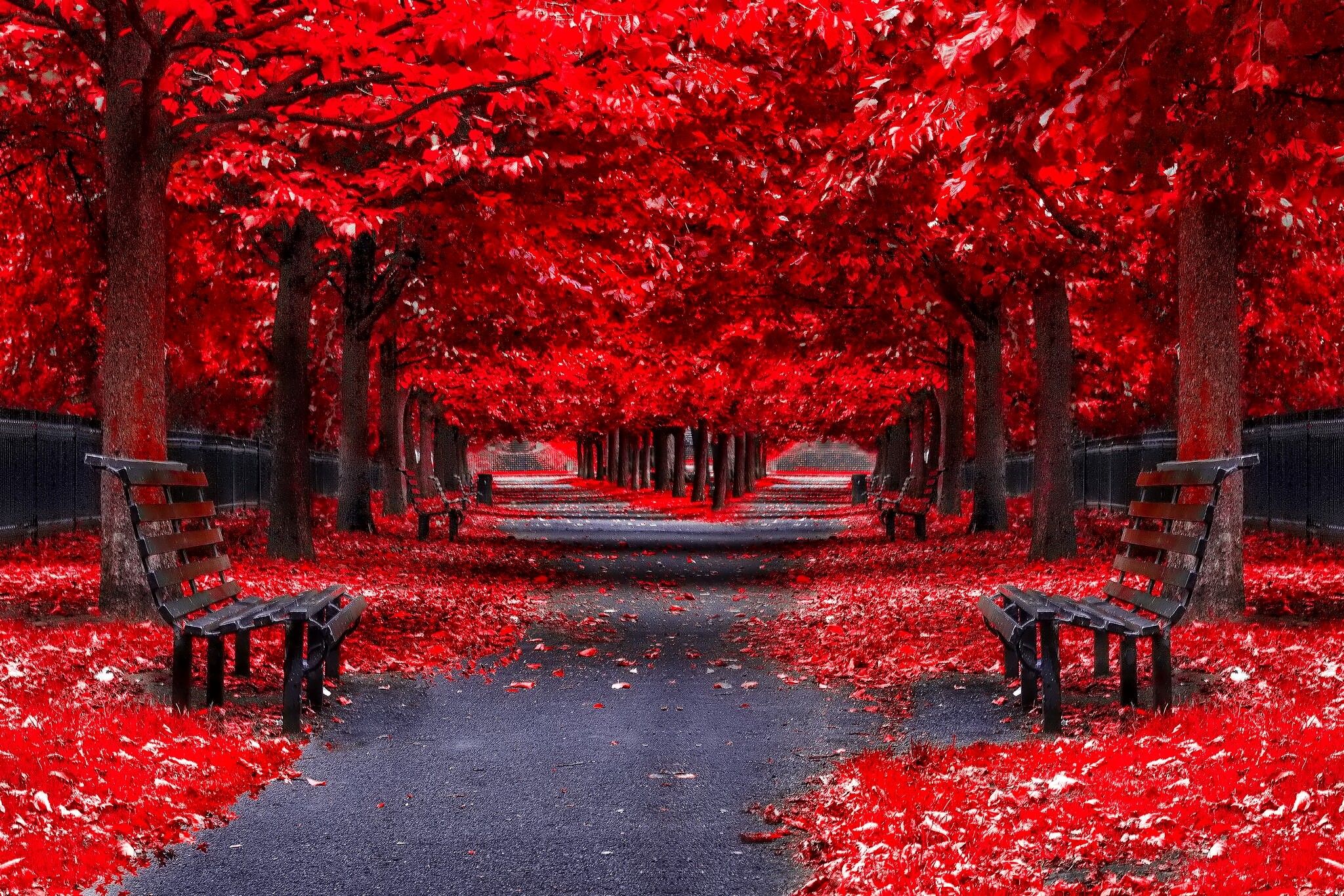 Red Autumn alley in the mirror. Beautiful Nature Landscapes Desktop Wallpaper. Awsom. Fall computer background, Computer background, Landscape wallpaper