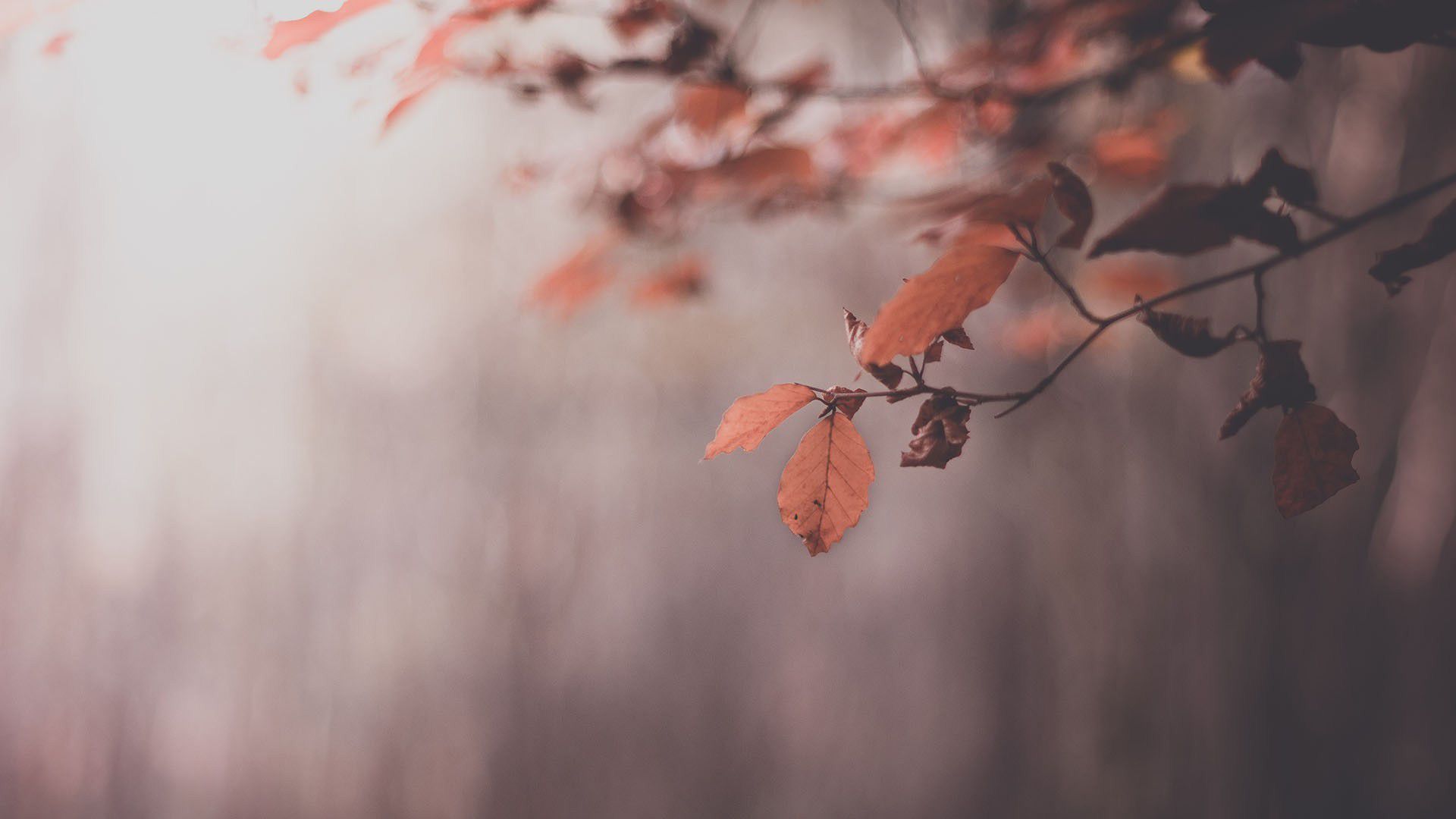 Autumn Leaves HD Wallpaper Free Download