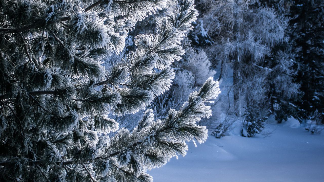 Download wallpaper 1280x720 winter, snow, tree, snowy, frost, frosty hd, hdv, 720p HD background