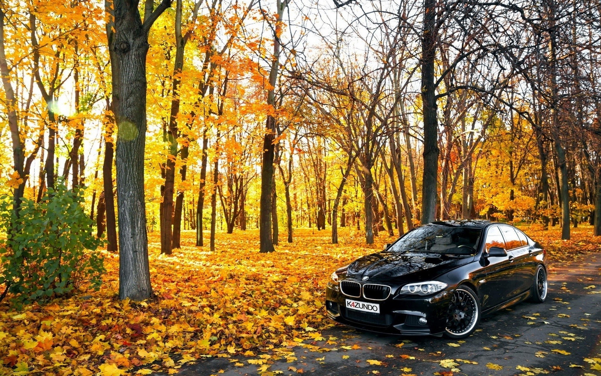 Black BMW In Forest, HD Cars, 4k Wallpaper, Image, Background, Photo and Picture