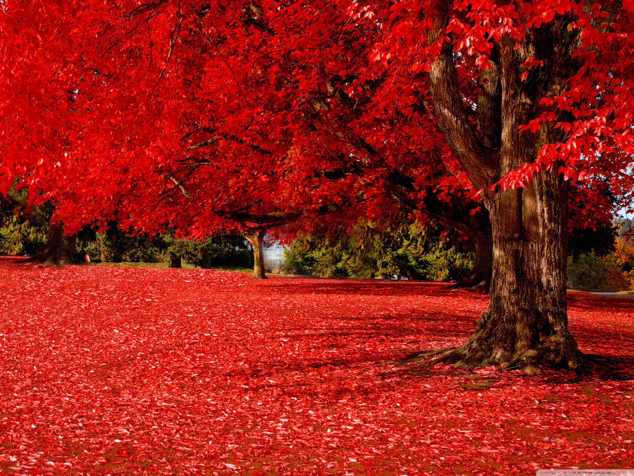 Red Autumn Ultra HD Desktop Background Wallpaper for 4K UHD TV, Widescreen & UltraWide Desktop & Laptop, Multi Display, Dual Monitor, Tablet