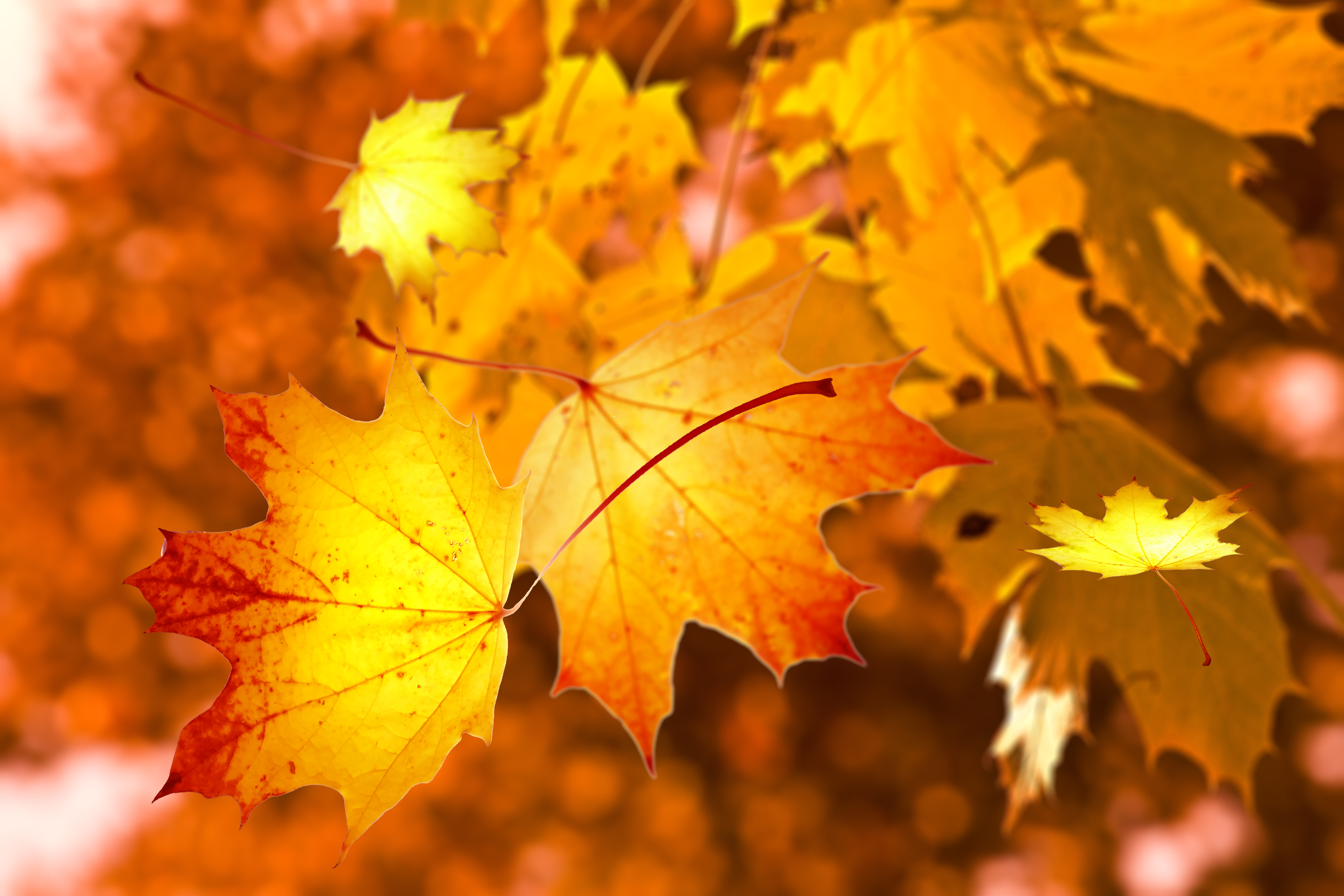 Free Image, autumn, leaves, nature, maple leaf, yellow, deciduous, sunlight, maple tree, branch, computer wallpaper 3456x2304