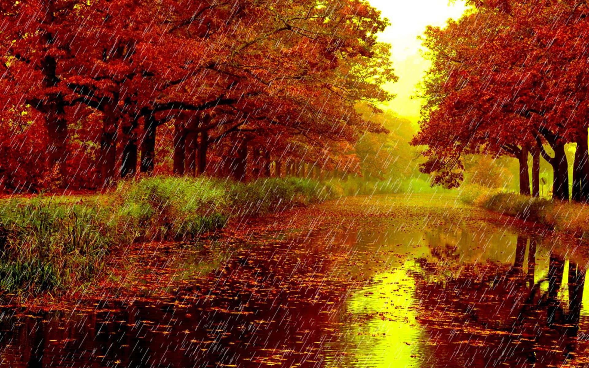 Download Autumn Park During Rainy Day Picture