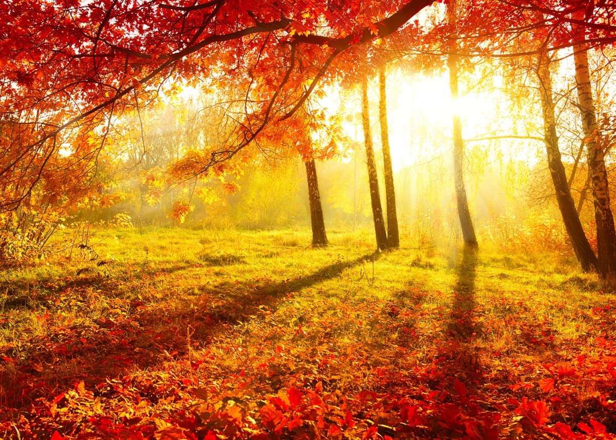 Amazon.com, BELECO Autumn Park Backdrop Fabric 15x8ft Fall Woods Sunset Scenery Old Trees Red Maple Leaves Deciduous Background Wallpaper Home Decor Autumn Theme Party Backdrop Kids Adults Portrait Photo Props