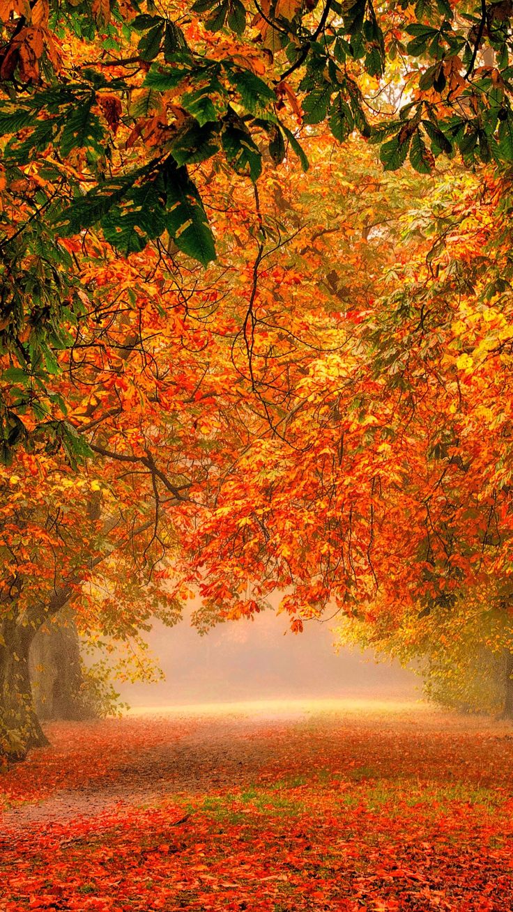 Forest Nature Park Colorful Leaves IPhone Wallpaper. Autumn Scenery, IPhone Wallpaper Fall, Fall Wallpaper