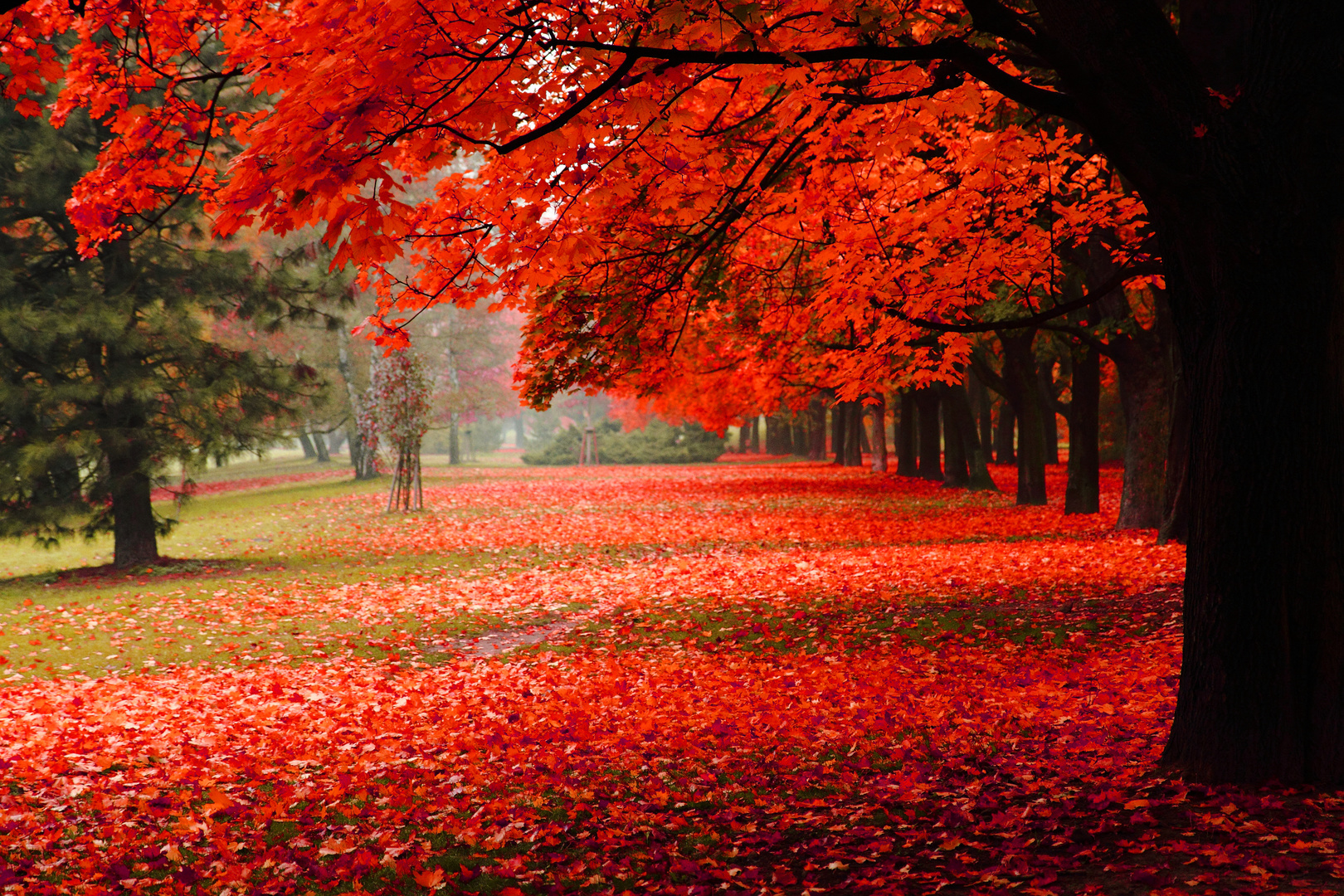 Wall mural spatial autumn park, red leaves, autumn trees, decoration