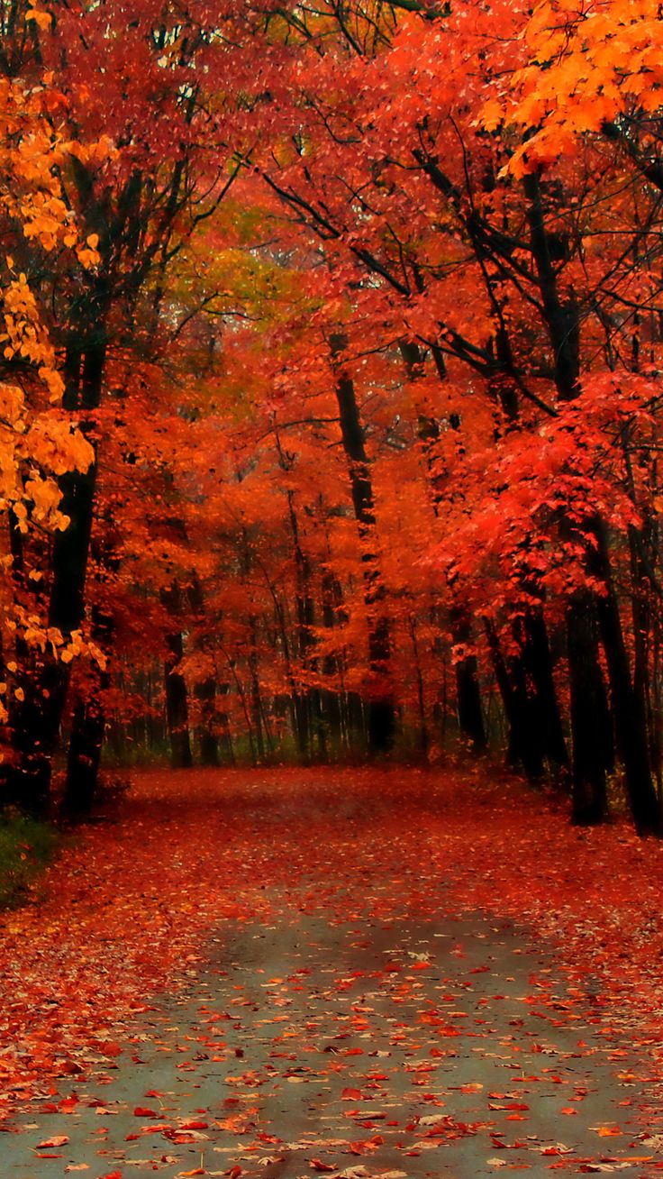 Red Autumn Wallpaper iPhone Wallpaper & Background Download