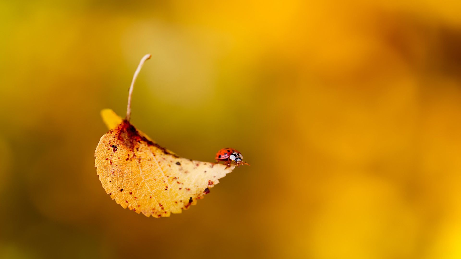 Autumn Leaves HD Wallpaper Free Download