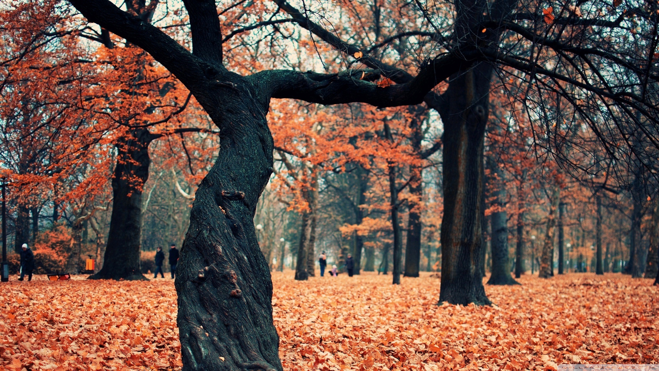 Autumn Park Ultra HD Desktop Background Wallpaper for 4K UHD TV, Multi Display, Dual Monitor, Tablet