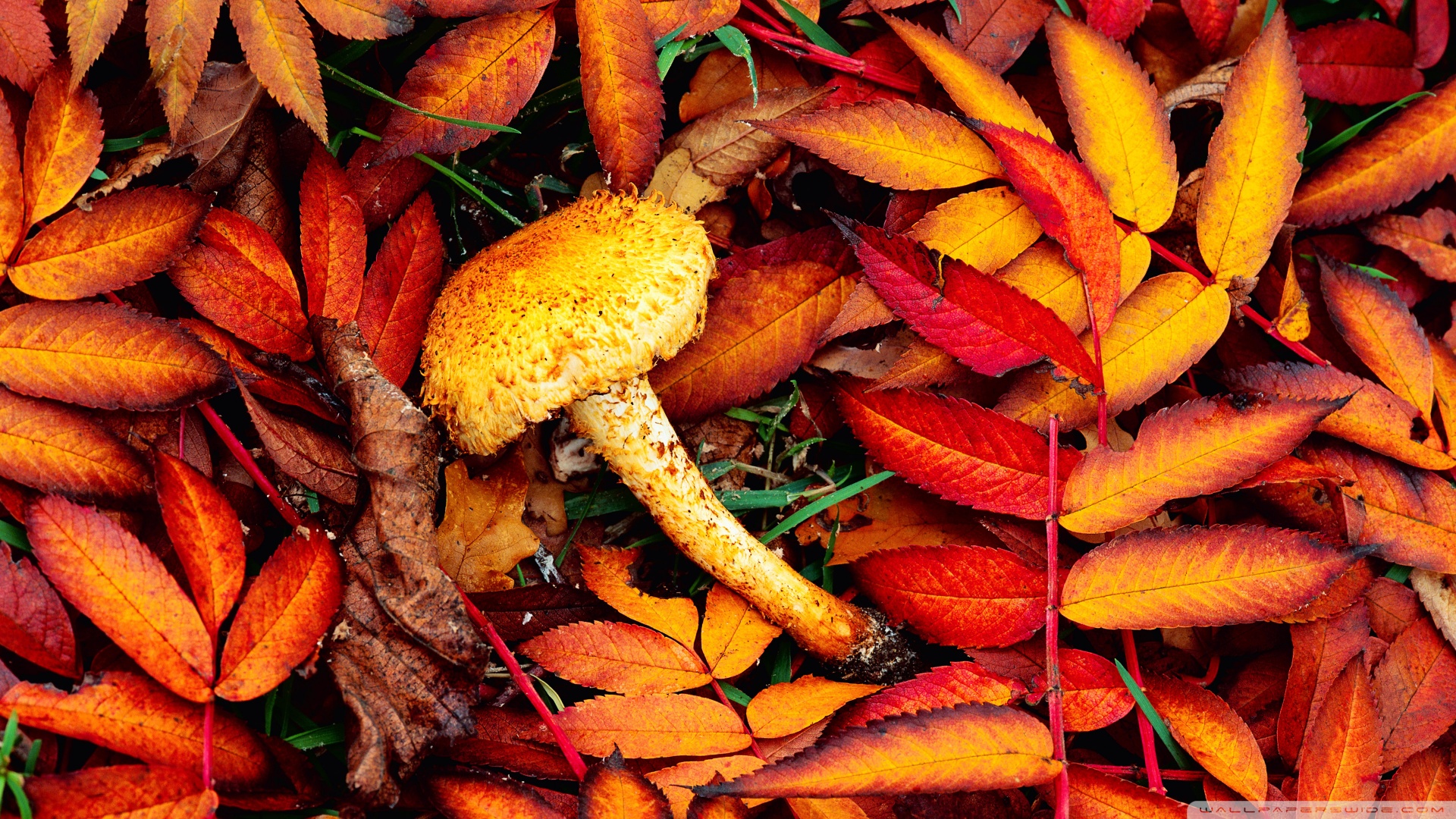 Beautiful Autumn Leaves Ultra HD Desktop Background Wallpaper for 4K UHD TV, Widescreen & UltraWide Desktop & Laptop, Tablet