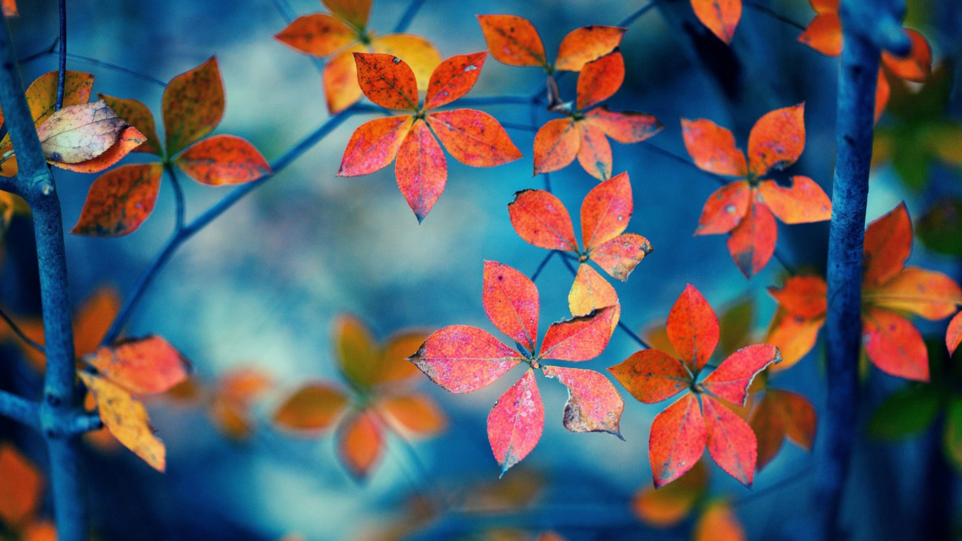 Beautiful Autumn Leaves Wallpaper for Deskx1080 Full HD