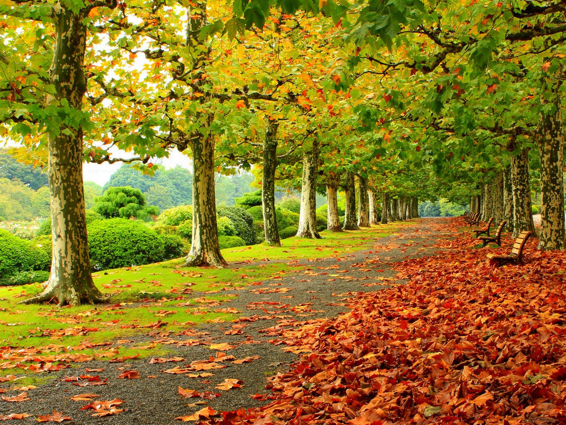 Autumn Park Foliage Benches Trees 2016 Scenery HD