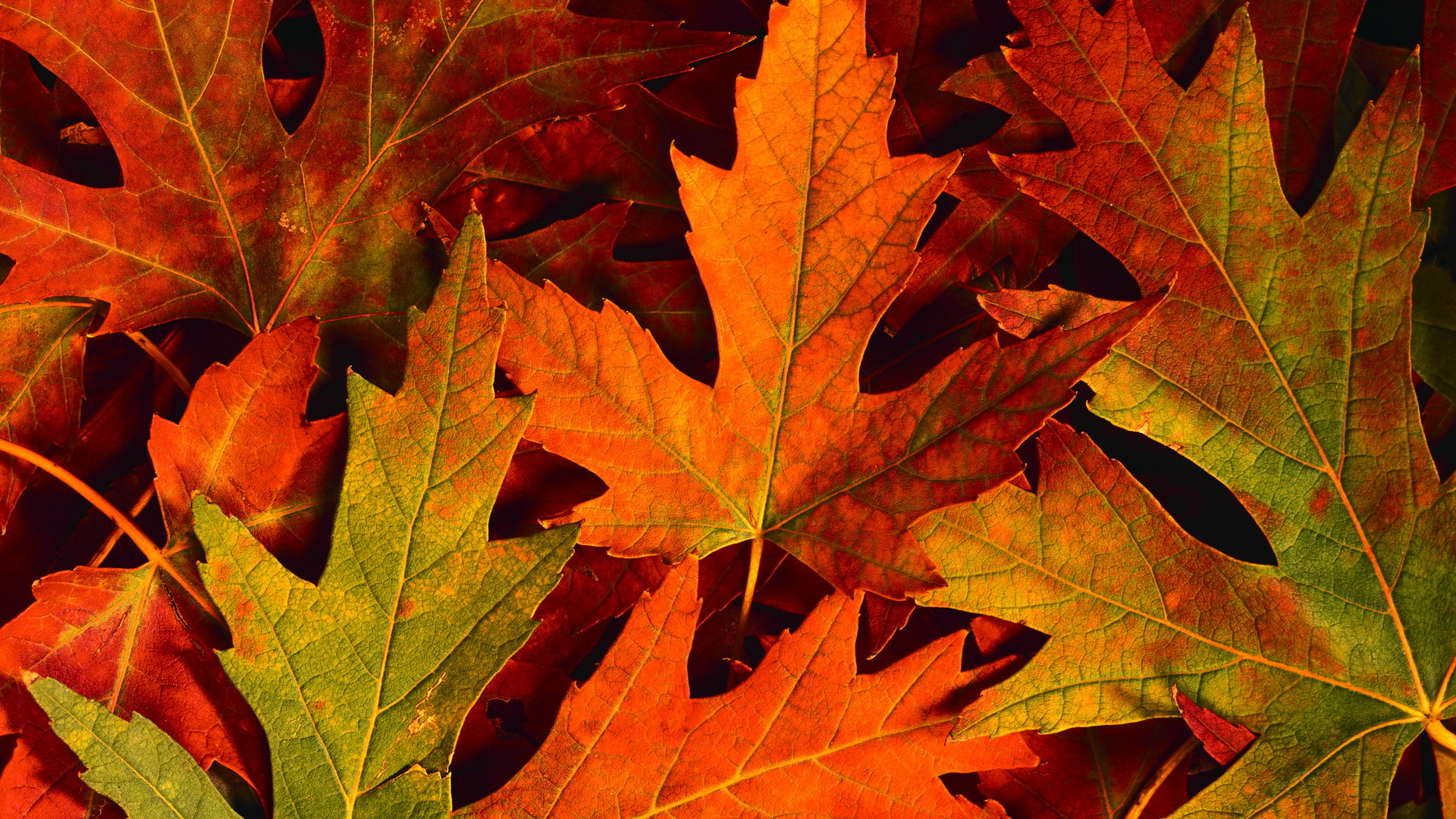 Colourful Autumn Leaves HD Desktop Wallpaper