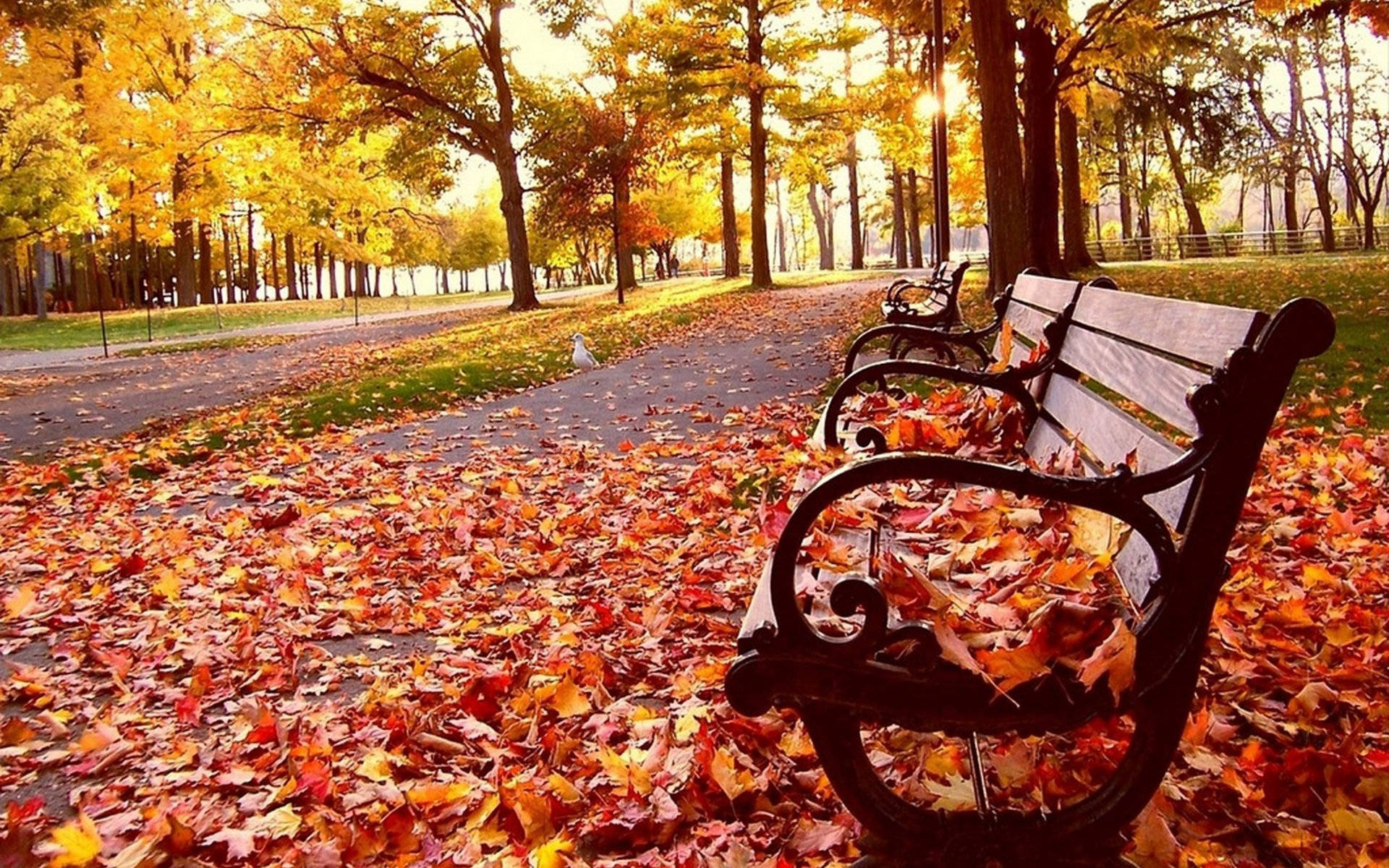 Download Autumn Season Park Bench Wallpaper
