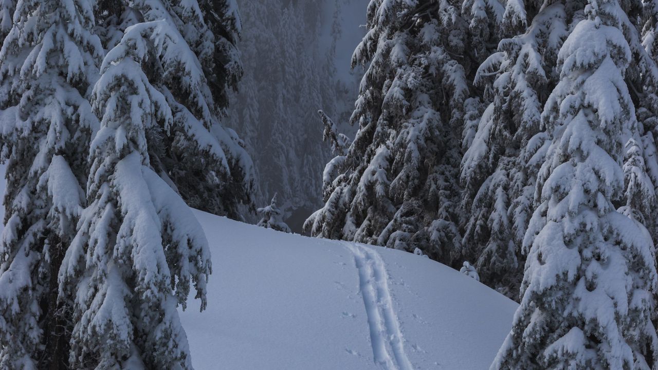 Download wallpaper 1280x720 snow, winter, trees, forest, path hd, hdv, 720p HD background