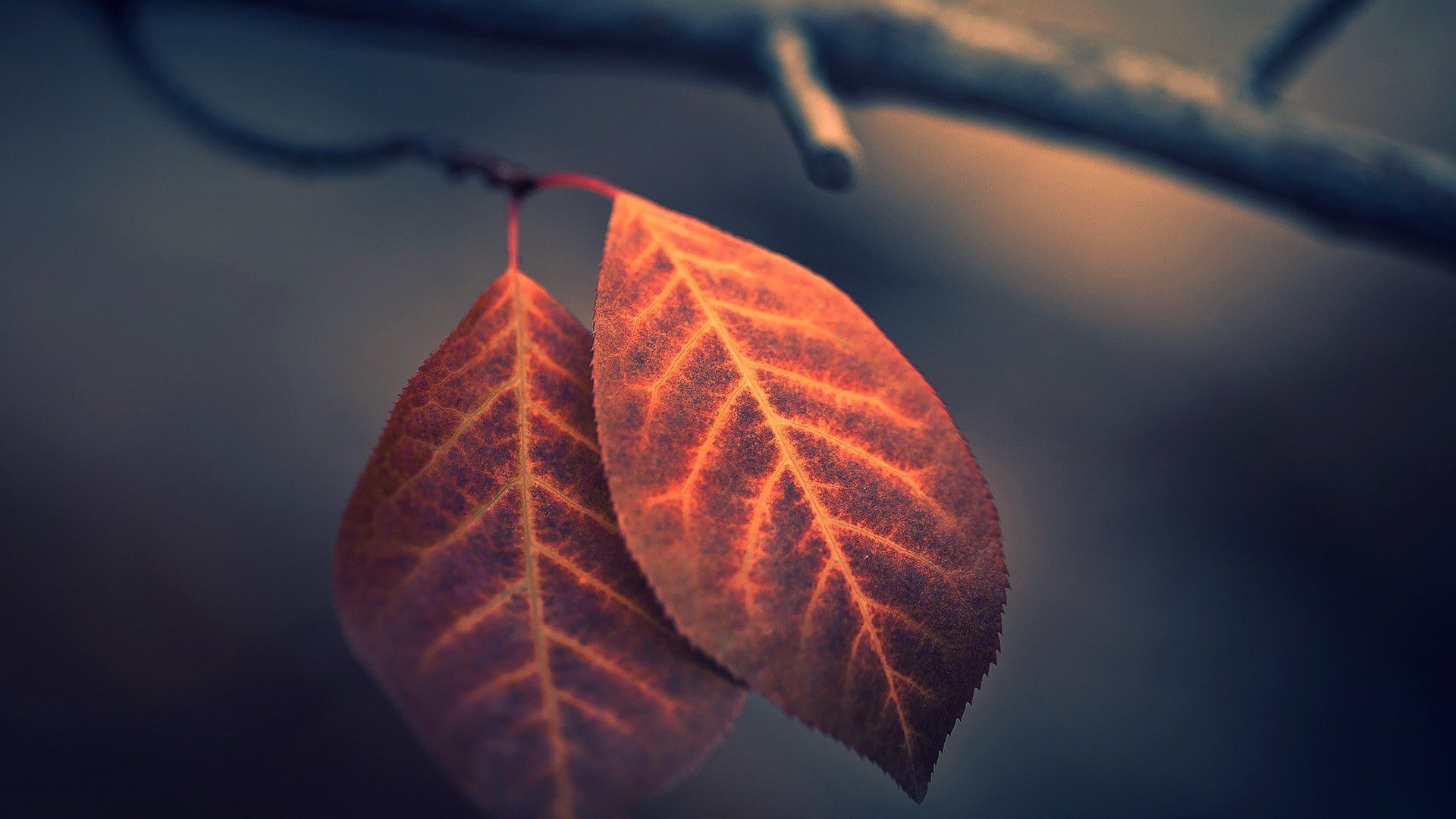 Autumn Leaves HD Wallpaper Free Download
