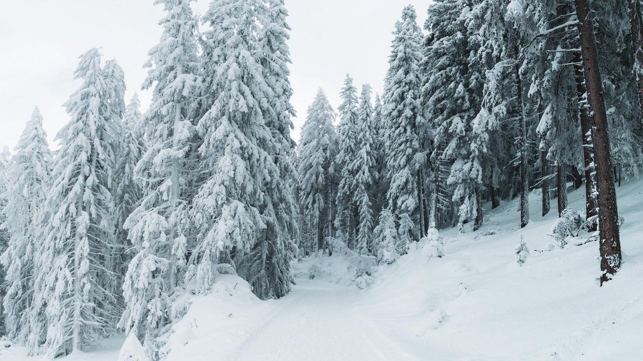 Download wallpaper 1280x720 winter, snow, trees, path, snowy hd, hdv, 720p HD background