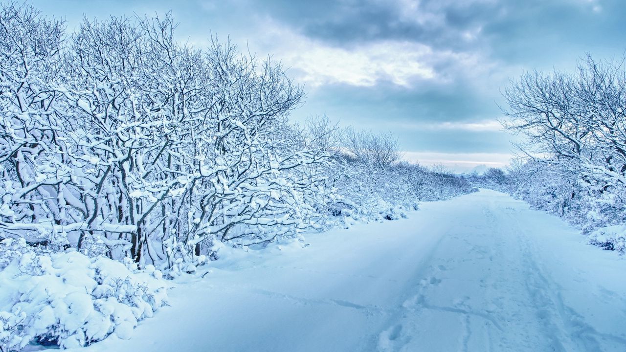 Download wallpaper 1280x720 snow, trees, road, traces, winter, cloudy hd, hdv, 720p HD background