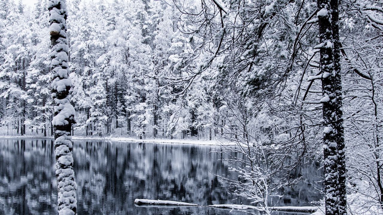 Download wallpaper 1280x720 winter, snow, forest, trees, branches hd, hdv, 720p HD background