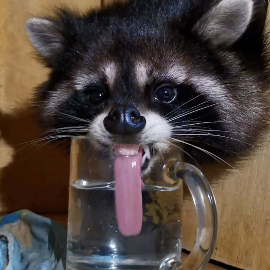 Funny Raccoon Picture