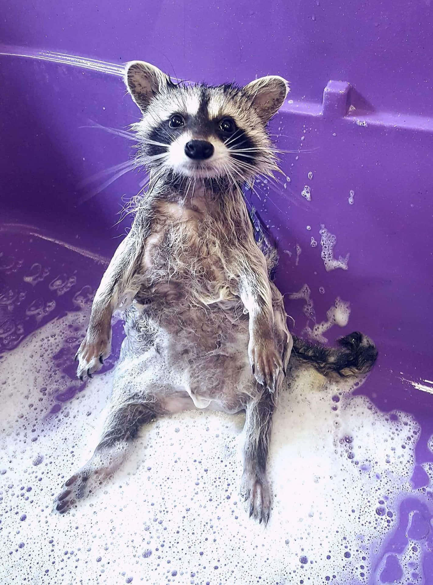 Download Funny Raccoon Cute Bath Time Picture