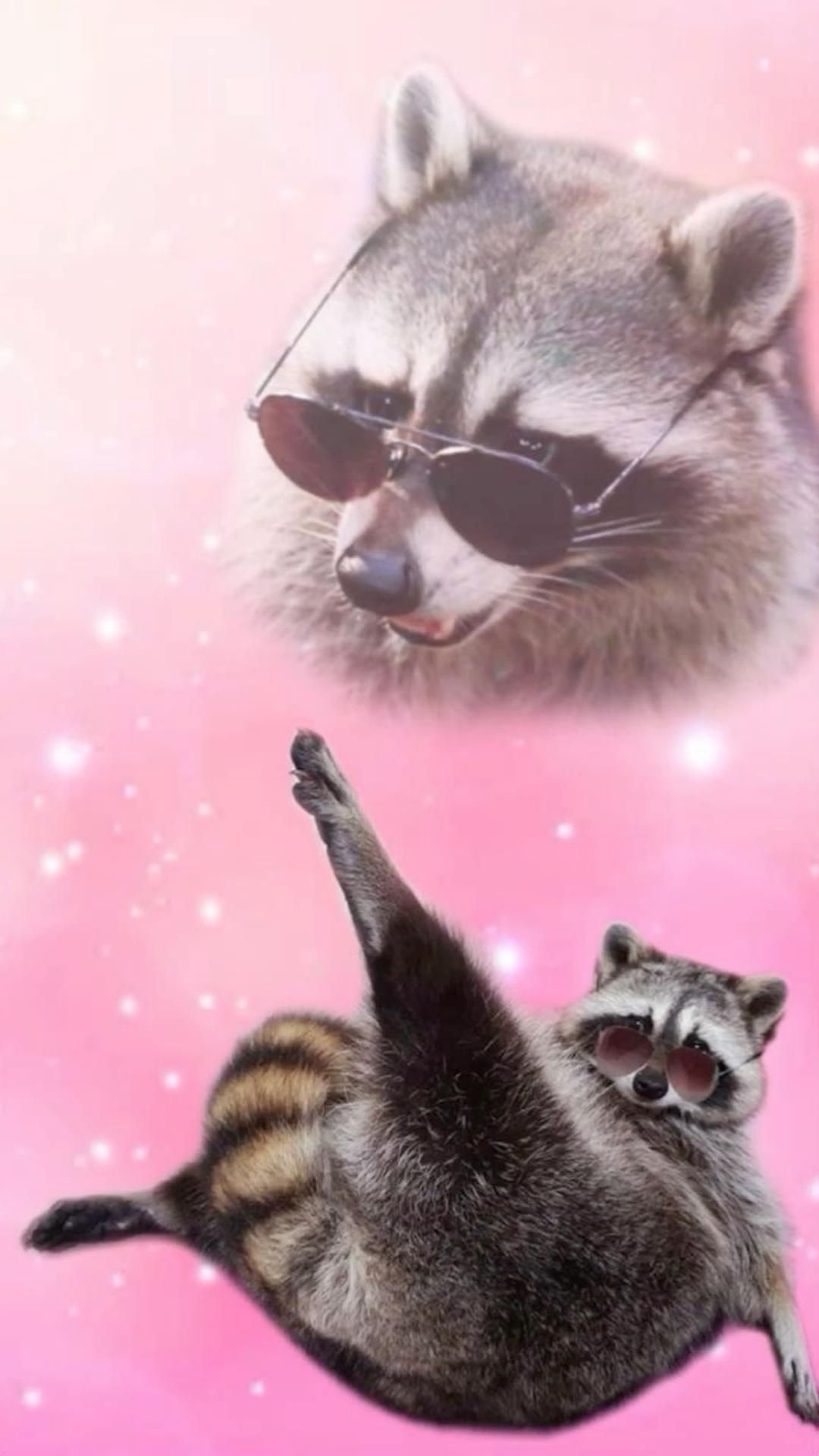 Pins by you. Raccoon funny, Funny animals, Cute raccoon