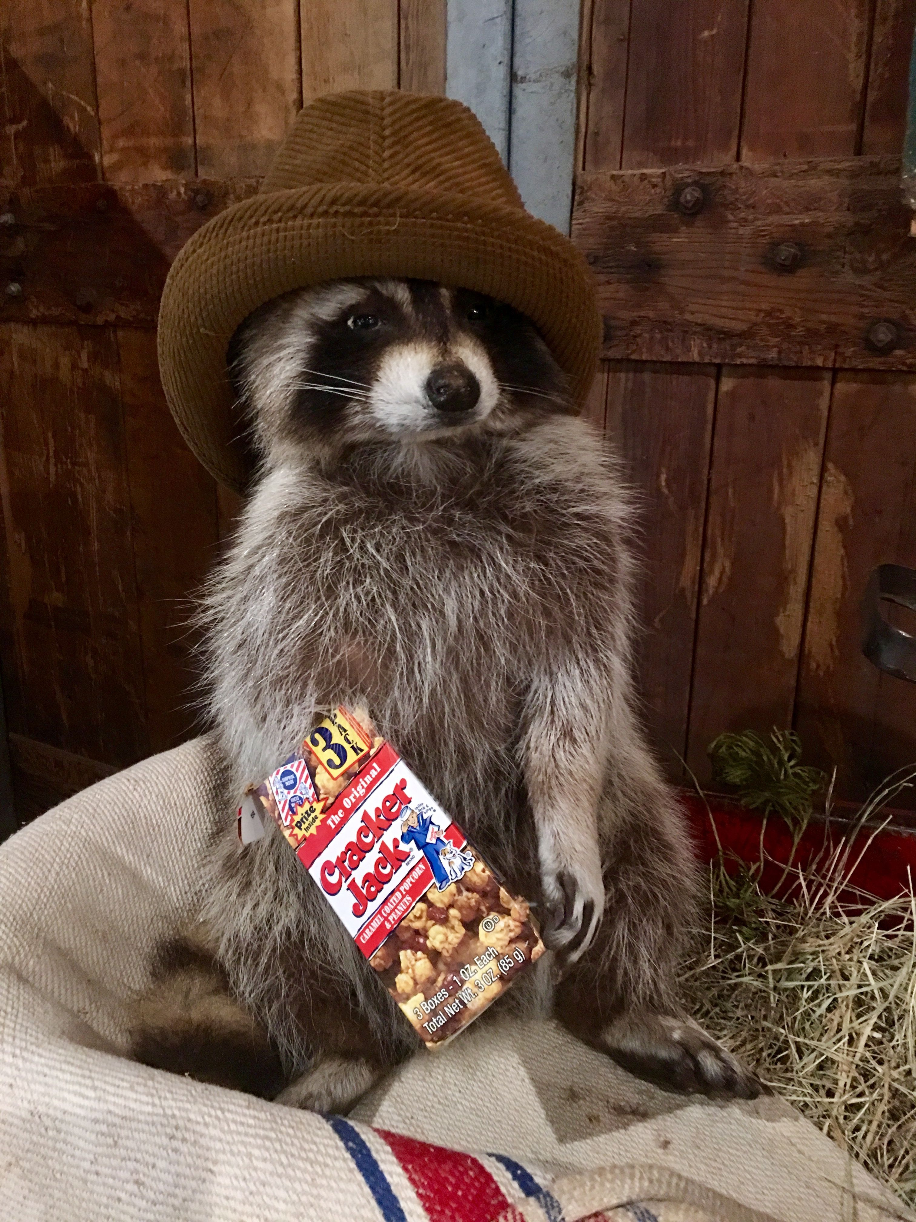 Raccoon In My Backyard. Cute raccoon, Cute animals, Pet raccoon